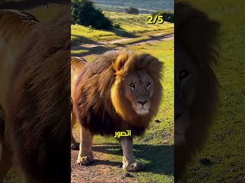 اخر لقطات اتصورت للحيوانات قبل انقراضها🐼