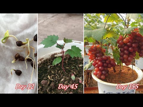, title : 'Tips for growing grapes from seeds for gardeners | how to grow grapes from seeds'