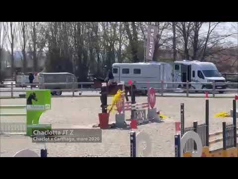 Chaclotta JT Z Chaclot x Carthago merrie geb 2020