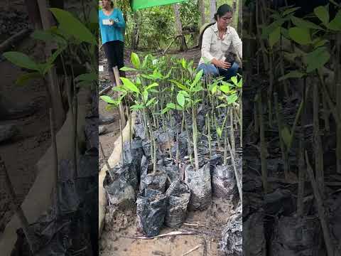 Un proyecto de suma importancia, reforestación de manglar, Barú, Chiriquí, Panamá.