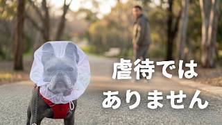 愛犬を苦しめていると大炎上… そして視聴者さんからの素敵な贈り物。