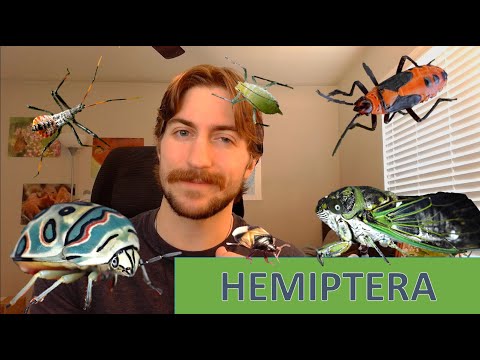 Hemiptera The True Bugs Order Spotlight