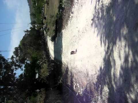 perrita mas rapida de jalpan