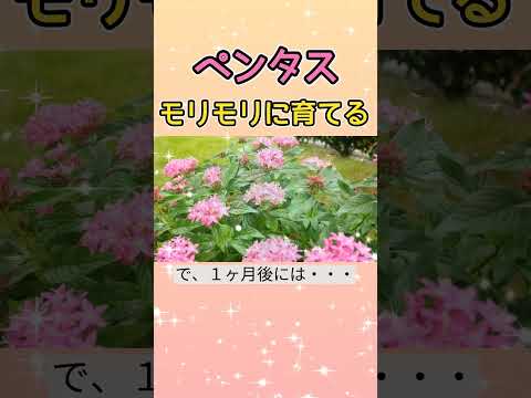 太陽に満ちたプランター用の植物: トップ 5 + おまけに熱波に最も強い花も！  庭園