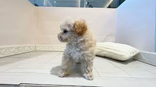 ハーフ犬の動画01