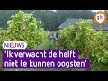 Gelderland stevent af op een slecht wijnjaar