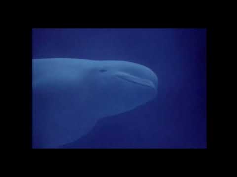 Oceans Alive Intro