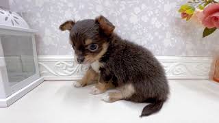 チワワ(ロング)の動画01