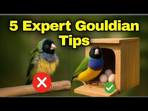 Gouldian Finch Breeding: 5 Expert Tips to Boost Hatch Rate