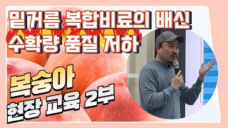 복숭아 현장교육 2부! 밑거름으로 주는 복합비료가 수확량을 떨어뜨리고있다! | 농사 100단