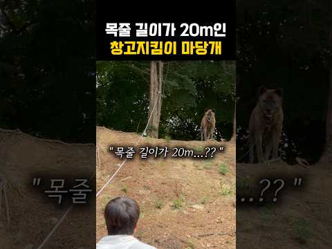 한국에서 목줄이 제일 긴 마당개