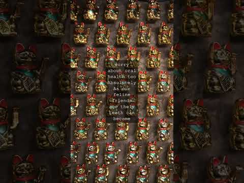 The Whisker World Feline Oral Health and HygieneAs a cat lover you know that our feline...