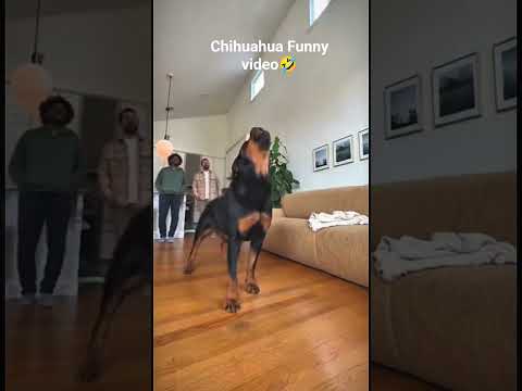 Tiny Dog..BIG Attitude! Chihuahua Being Naughty 🤣#usa #chihuahuafanclub  #funnypuppy #viralvideo