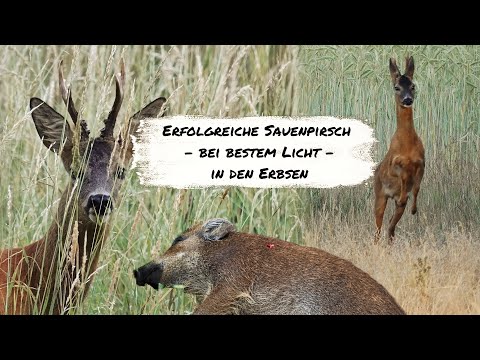 Schwarzwild bei bestem Licht - Sau auf der Pirsch erlegt!