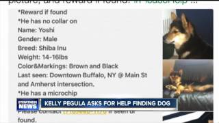 Kelly Pegula offers reward for lost dog