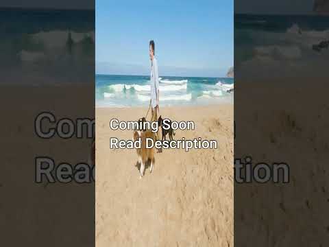 The Pedigree Review: Is It Good Or Bad For Dogs? Preview