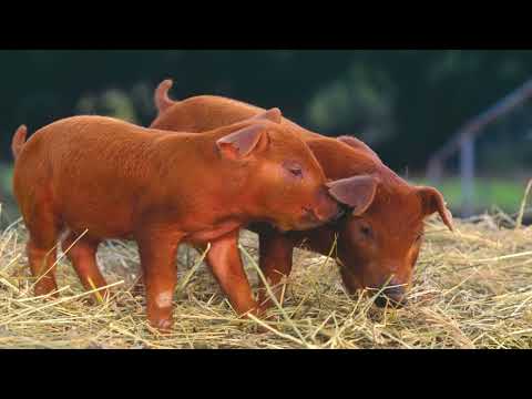 , title : 'Here are the MOST common Main Breeds of Pigs in Kenya. Large White, Landrace, Duroc and Hampshire.'