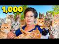 This Woman Shares Her Home With Over 1 000 Cats Animal Documentary