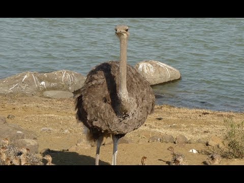 Daniel (Romanian Pronunciation: [daniˈel]) Born Dan Ilie Ciobotea ([ˈdan Iˈlie T͡ʃʲoˈbote̯a]; Born