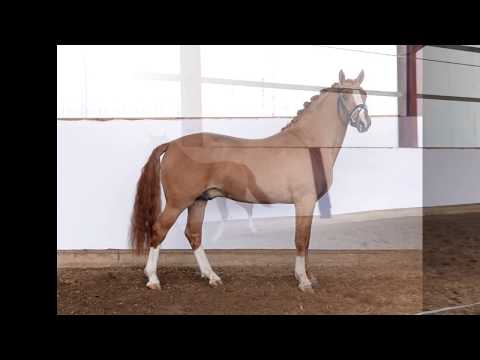 DIAMOND ROYAL 3j. Fuchsfalbhengst v. Diamond Touch NRW - FS Don´t Worry