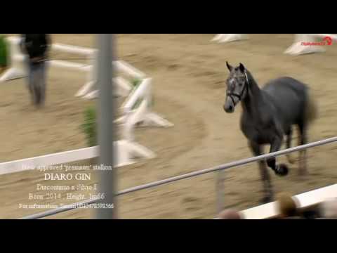 DIARO GIN (Diacontinus x Silvio I) Premium approved stallion