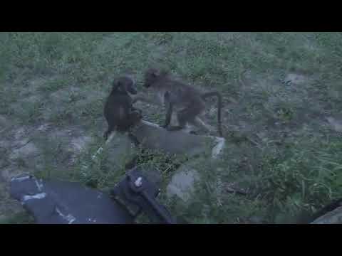 Djuma: Baboons getting situated for the night, including on cam tree - 18:46 - 01/26/19