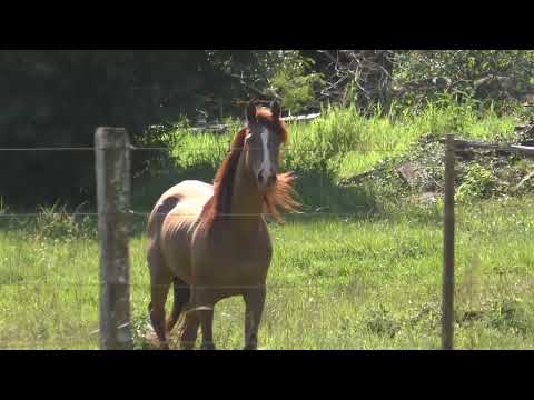Paraguay - Sommer - Impressionen - Landschaft / Itapua  -Hohenau/Obligado 28.01.24