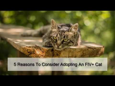 5 Reasons To Consider Adopting An FIV Cat