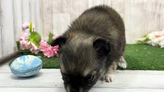 チワワ（ロング）の動画01