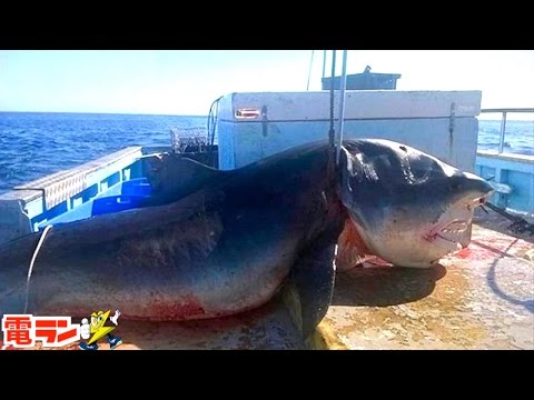 【衝撃】実際に釣れた巨大すぎる海洋生物８選