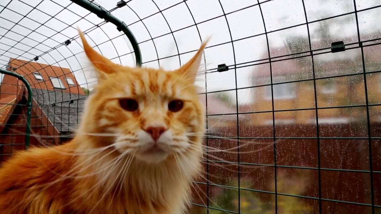 Enclos pour chats Omlet - Comment éviter que vos chats se blessent, se fassent voler ou pire tuer