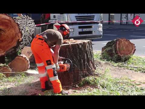 Tränen zum Abschied: 110 Jahre alter Baum in Fulda zerlegt