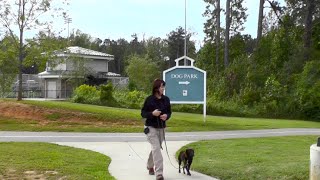 Download Lagu Puppy Training, Kona, Boykin Spaniel, Day 9: Off Leash Dog Park Distraction Training Thumbnail
