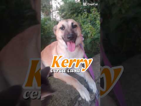 Regalo Kerry Splendida Giovane Simil Malinois Cerca casa 