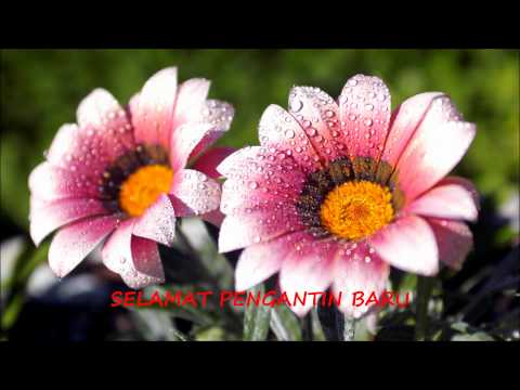 download lagu mp3 mp4 Zaleha Hamid Tukar Cincin Tempah Pelamin, download lagu Zaleha Hamid Tukar Cincin Tempah Pelamin gratis, unduh video klip Zaleha Hamid Tukar Cincin Tempah Pelamin