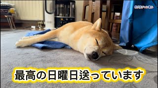 夏真っ盛り、とある日曜日の日常vlog