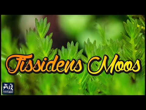 Seltene Moose für dein Aquarium | AquaOwner