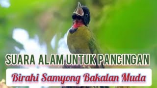 Download lagu Masteran suara kicau samyong gacor pancingan bahan muda mp3
