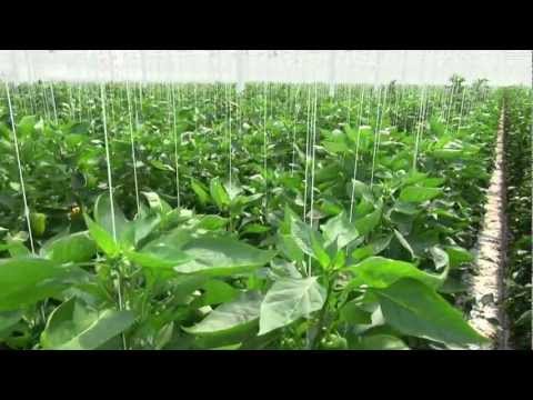 Hotraco | Horticulture Paprika