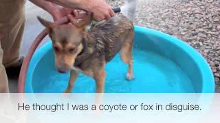 Zenah's Adoption