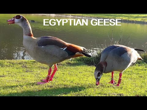 EGYPTIAN GEESE
