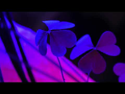 V. MSH make hafla not war VIOLETTA MISHCHENKO presents