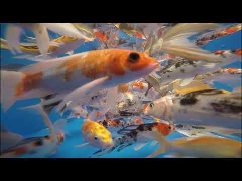 KOI 13 -- Butterfly Koi   -- 10-12cm  -- Video 19/2020