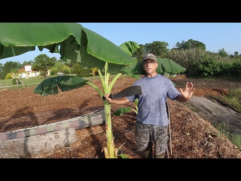 How To Trim Banana Plants For Faster Plant and Banana Growth