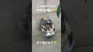 三毛の子猫　ファミリー計画　その2 とり肉でまずハートをキャッチする！🥹