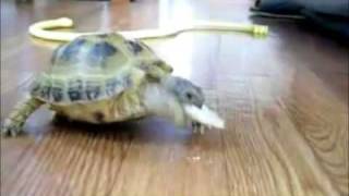 OFFICIAL Ghostface Killah Video