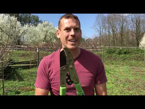 Pruning grapevines/ How to prune grape vines?