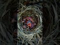 Nature Of Sounds With Birds Calmmind Minfulness Stressrelief Relaxingsounds Realxmusic Relax