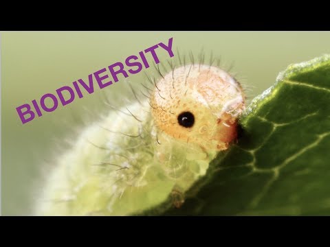 The most biodiverse VIVARIUM on the internet? 7+ ant and termite colonies & much more!