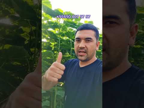 #павловния. Павловния хак,ида Малумот.